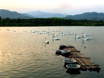 Seagulls on a lake