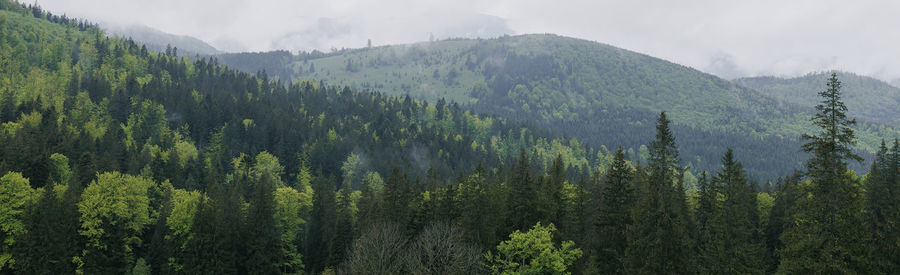 Panoramic view of pine mountains against sky