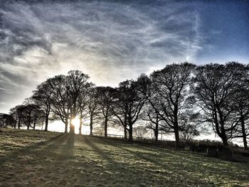 Trees against sky