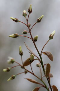 Close-up of flowering plant