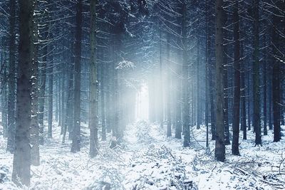 Full frame shot of trees against sky