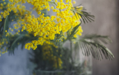 Close-up of yellow flowering plant