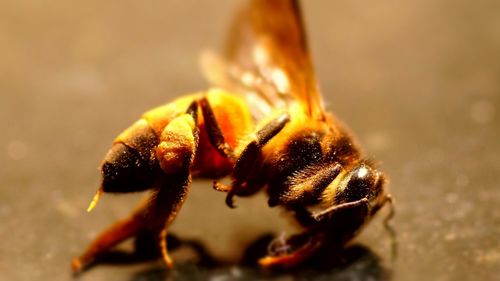 Close-up of insect on leaf