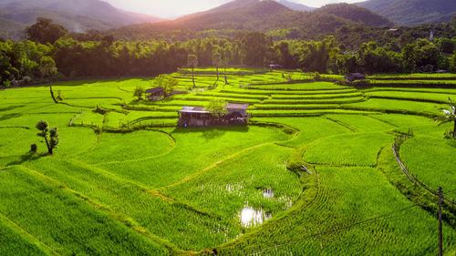 Scenic view of agricultural field