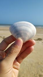 Close-up of person holding shell on beach