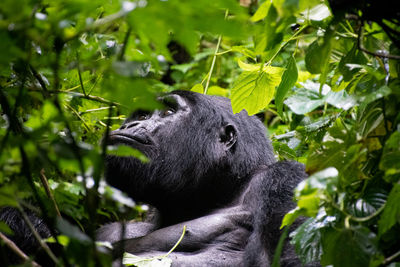 Monkeys in a forest