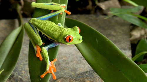 Close-up of insect on leaf