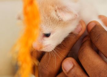 Close-up of a hand holding animal