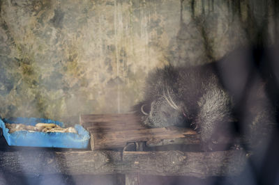 Porcupine sleeping on bench in cage at zoo