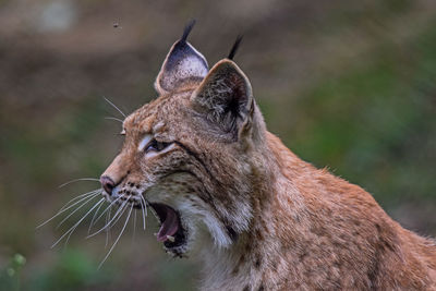 Close-up of lynx yawning