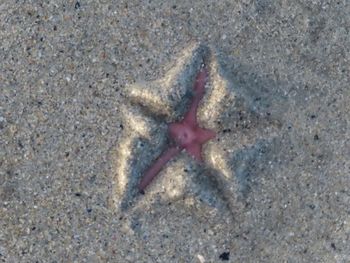 starfish
