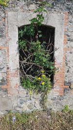 Plants growing on wall of old building