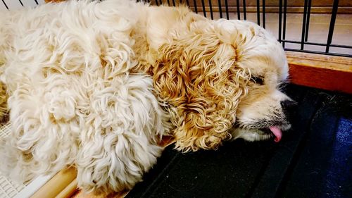 High angle view of dog resting