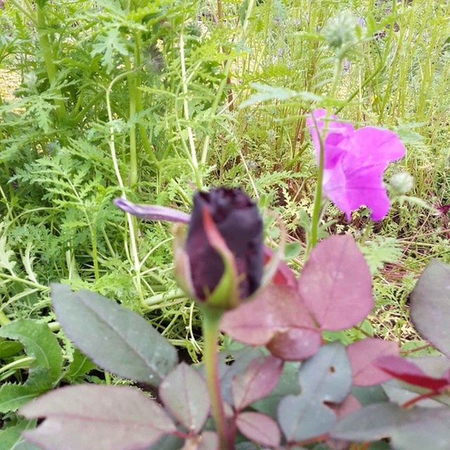 growth, leaf, plant, flower, animal themes, nature, one animal, field, green color, grass, freshness, fragility, beauty in nature, high angle view, purple, close-up, day, selective focus, outdoors, wildlife