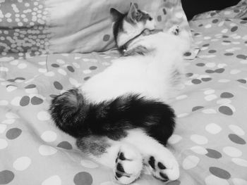 Cat sleeping on tiled floor