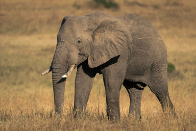 Elephants standing on field