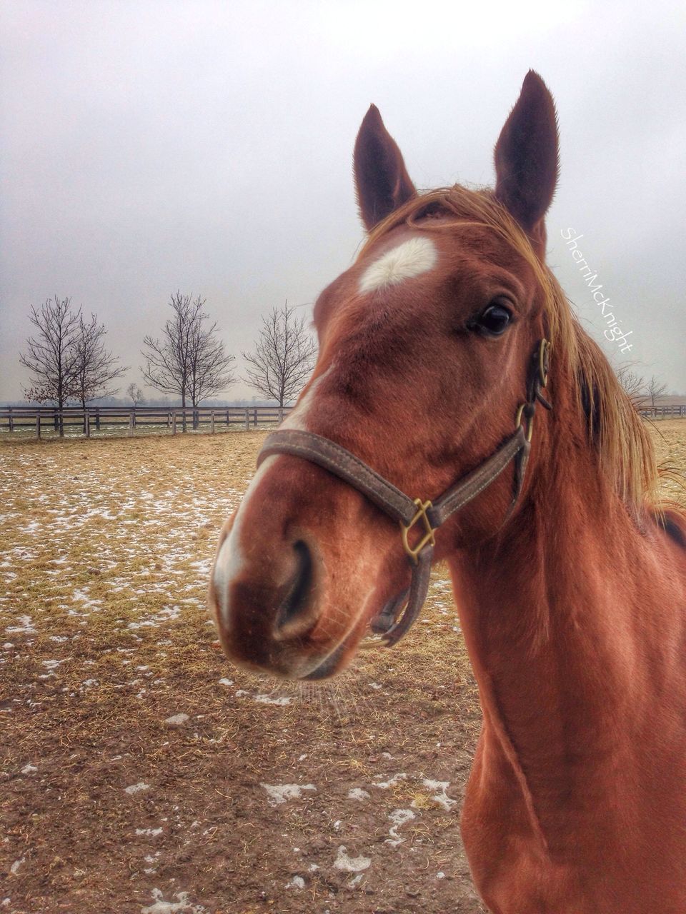 domestic animals, animal themes, mammal, one animal, horse, animal head, livestock, brown, animal body part, close-up, herbivorous, working animal, field, portrait, sky, dog, zoology, pets, outdoors, no people