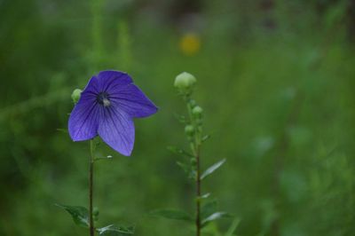 Close-up of purple flowers blooming