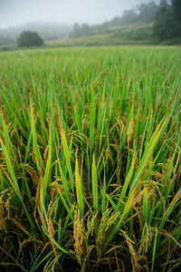 Crops growing on field