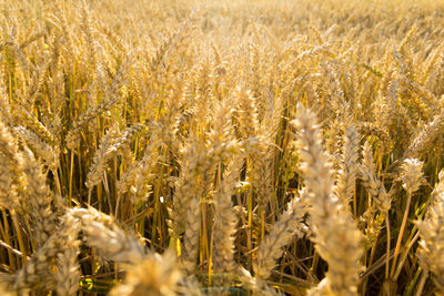 Ears of wheat close-up flooded with sunlight.  seasonal bread harvest.  food crisis in the world.