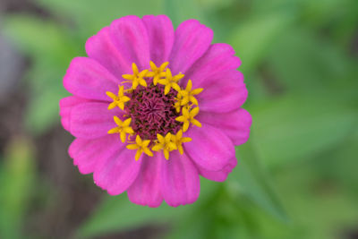 Close-up of flower blooming outdoors