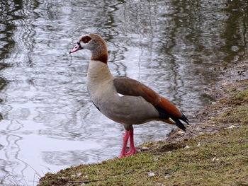 Side view of a bird at lakeshore