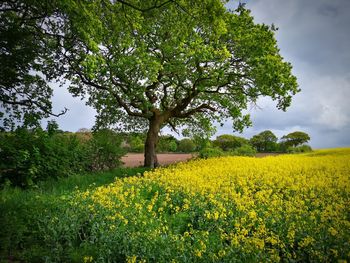 Scenic view of oilseed rape field against sky