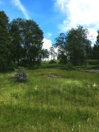 Trees on grassy field