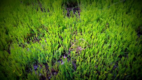 Plants growing in field