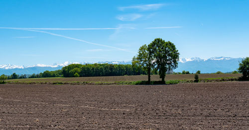 Trees on field against blue sky