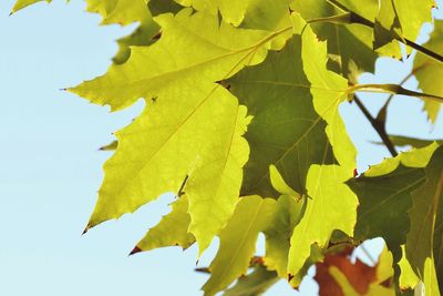 Low angle view of leaves on tree