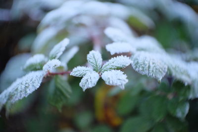 Close-up of frozen plant