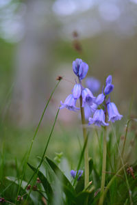 Close-up of purple flowering plant on field