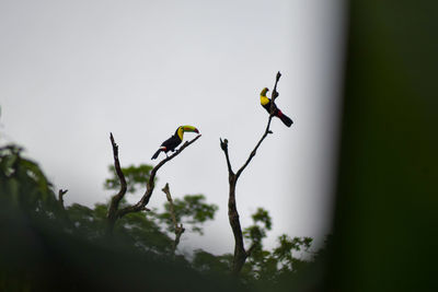 Low angle view of bird perching on a tree