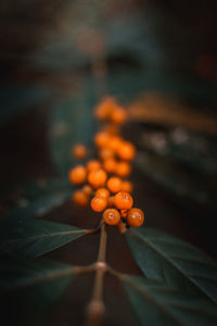 Close-up of orange berries on plant