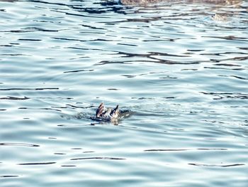 Ducks swimming in water