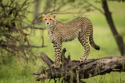 Full length of a cat