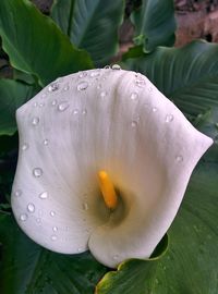 Close-up of wet flower blooming outdoors