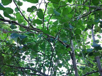 Low angle view of tree growing in forest