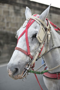 Horse wearing carriage bridle