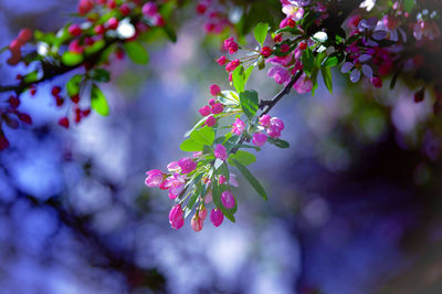 Close-up of pink cherry blossoms in spring