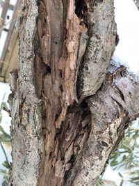 Close-up of tree trunk