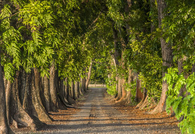 Trees along plants