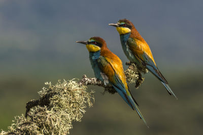 Close-up of birds perching on branch