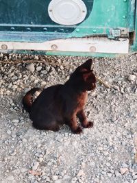 High angle view of dog sitting on stone