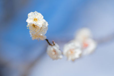 Close-up of white cherry blossom