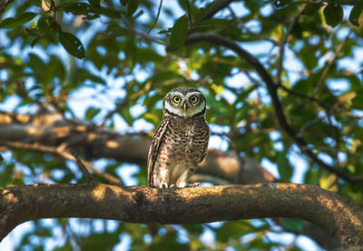 Low angle view of owl perching on tree