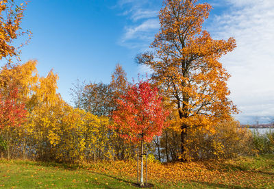 Scenic view of autumnal trees against sky