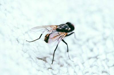 Macro shot of housefly