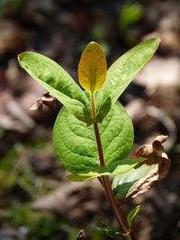 Close-up of fresh green plant